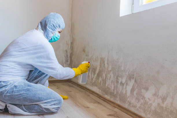 Licensed Basement Mold Removal service in Hughesville, PA - WQB Mold Removal