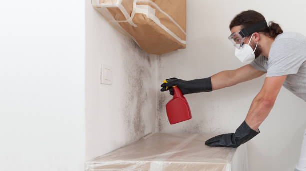 Professional Basement Mold Removal technician working in Hughesville, PA