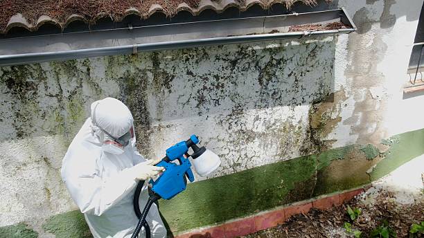 Top rated local Basement Mold Removal specialists in Hughesville, PA